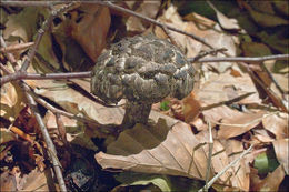 Image of Strobilomyces strobilaceus (Scop.) Berk. 1851