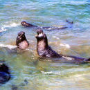 Image of elephant seal