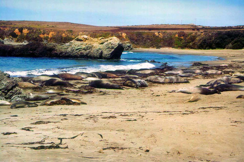 Image of Northern Elephant Seal