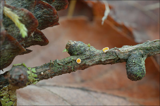 Image of Lachnellula occidentalis (G. G. Hahn & Ayers) Dharne 1965