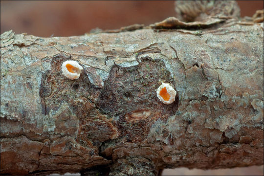 Image of Lachnellula occidentalis (G. G. Hahn & Ayers) Dharne 1965