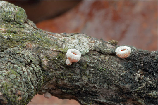 Image of Lachnellula occidentalis (G. G. Hahn & Ayers) Dharne 1965