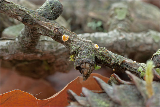 Imagem de Lachnellula occidentalis (G. G. Hahn & Ayers) Dharne 1965