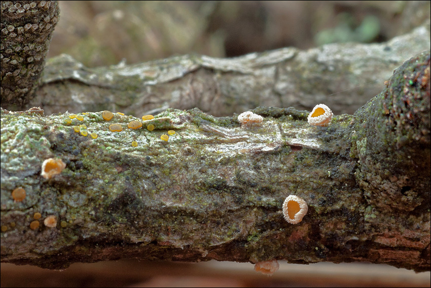 Image of Lachnellula occidentalis (G. G. Hahn & Ayers) Dharne 1965