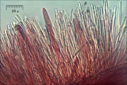 Imagem de Lachnellula occidentalis (G. G. Hahn & Ayers) Dharne 1965