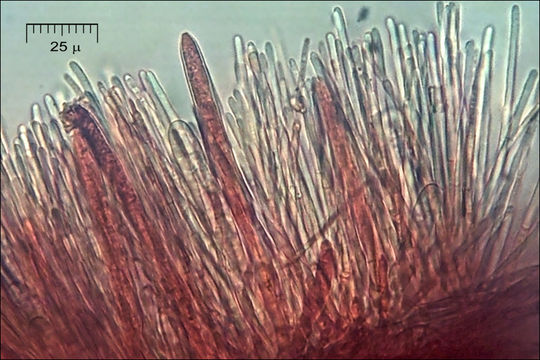 Lachnellula occidentalis (G. G. Hahn & Ayers) Dharne 1965 resmi