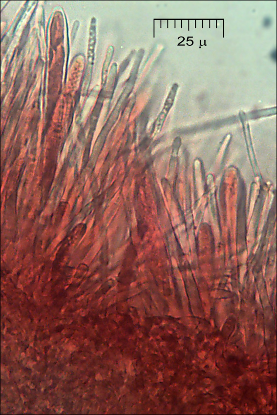 Imagem de Lachnellula occidentalis (G. G. Hahn & Ayers) Dharne 1965