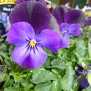 Image of Horned Pansy