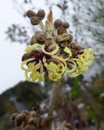 Imagem de <i>Hamamelis</i> × <i>intermedia</i>