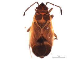 Image of Lygaeospilus