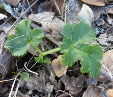 Image of common cowparsnip