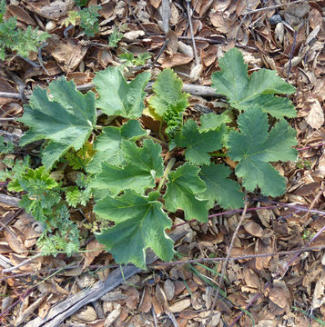 Image of common cowparsnip