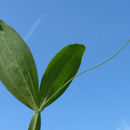 Imagem de Lathyrus latifolius L.