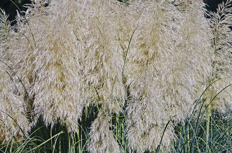 Plancia ëd Cortaderia selloana (Schult. & Schult. fil.) Asch. & Graebn.