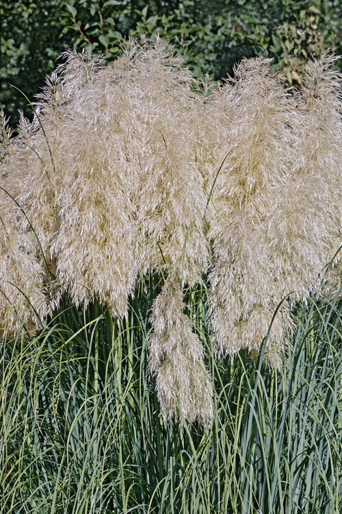 Plancia ëd Cortaderia selloana (Schult. & Schult. fil.) Asch. & Graebn.