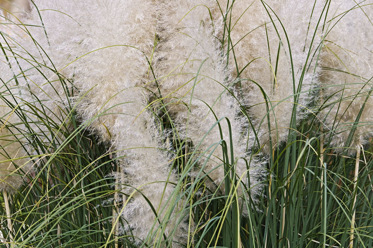 Plancia ëd Cortaderia selloana (Schult. & Schult. fil.) Asch. & Graebn.