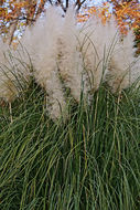 Plancia ëd Cortaderia selloana (Schult. & Schult. fil.) Asch. & Graebn.