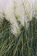 Plancia ëd Cortaderia selloana (Schult. & Schult. fil.) Asch. & Graebn.