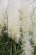 Plancia ëd Cortaderia selloana (Schult. & Schult. fil.) Asch. & Graebn.