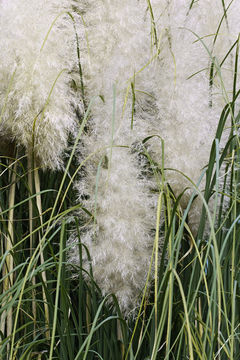 Plancia ëd Cortaderia selloana (Schult. & Schult. fil.) Asch. & Graebn.