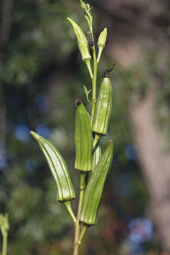 Image of okra