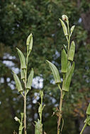 Image of okra