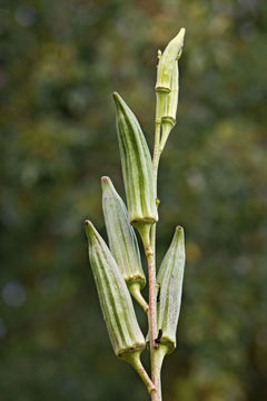 Image of okra