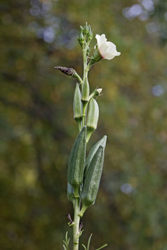 Image of okra