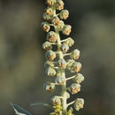 Image of Woolly-Leaf Burr-Ragweed