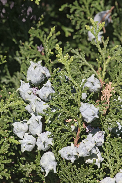 Image of Oriental Arbor-vitae