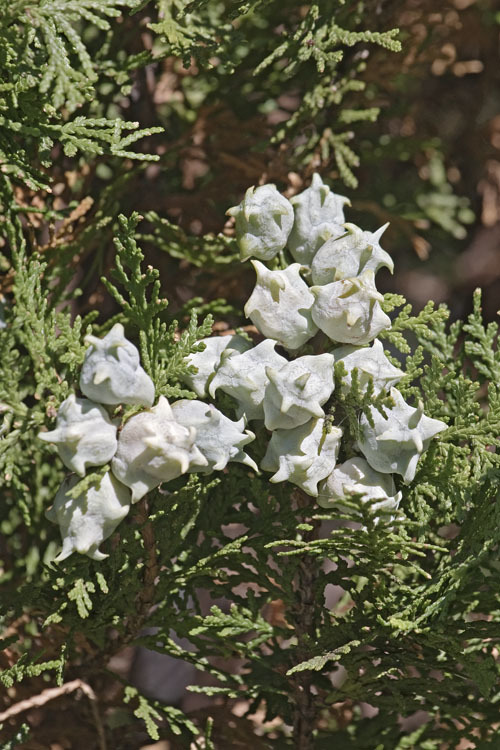 Image of Oriental Arbor-vitae