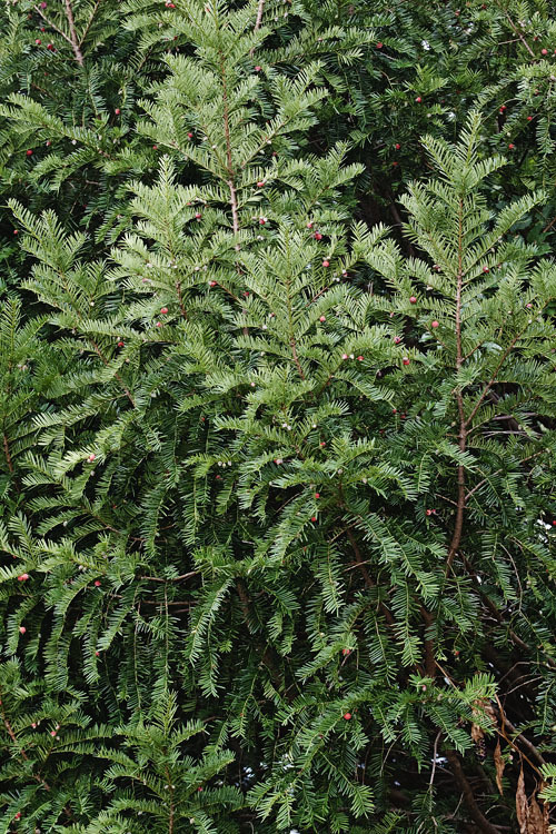 Image of English yew