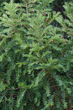 Image of English yew