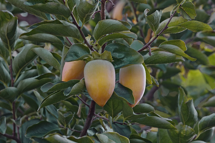 Image of japanese persimmon