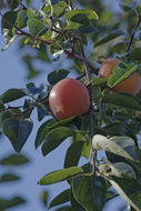 Image of japanese persimmon