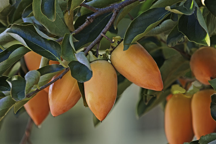 Image of japanese persimmon