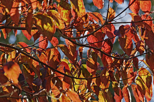 Image of flowering dogwood