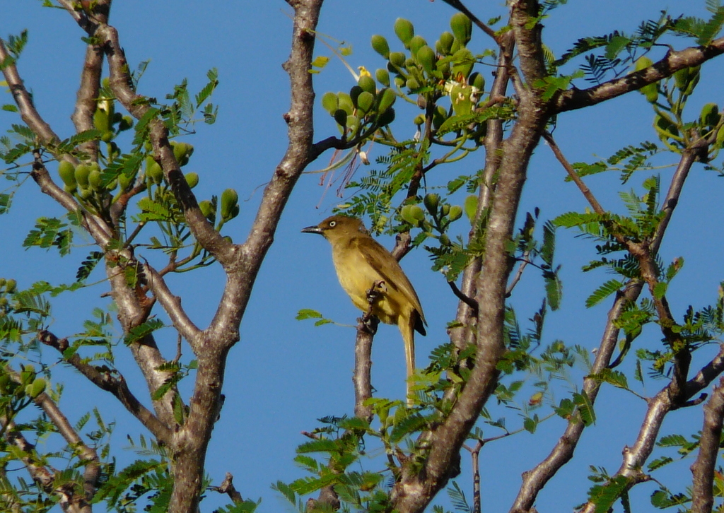 Image of Sombre Bulbul