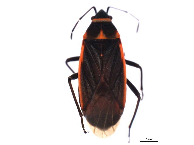 Image of Melacoryphus