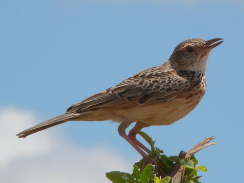 Image of Indian Bush Lark