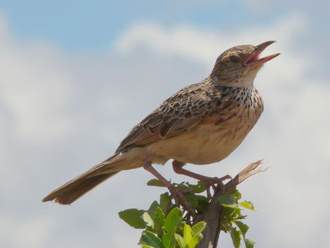 Image of Indian Bush Lark