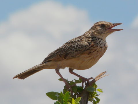 Image of Indian Bush Lark