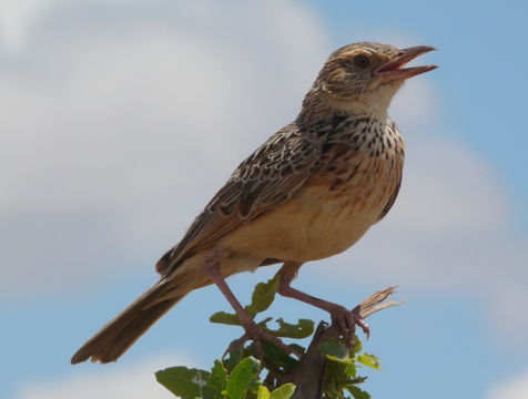 Image of Indian Bush Lark