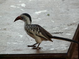 Tockus erythrorhynchus (Temminck 1823) resmi