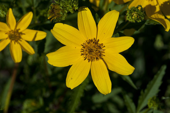 صورة Bidens polylepis S. F. Blake