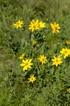 Image of Bidens polylepis S. F. Blake