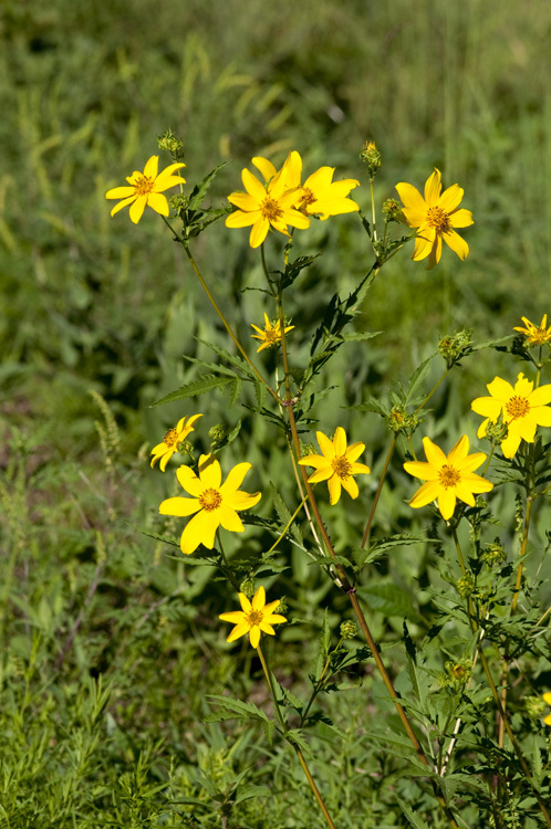 صورة Bidens polylepis S. F. Blake