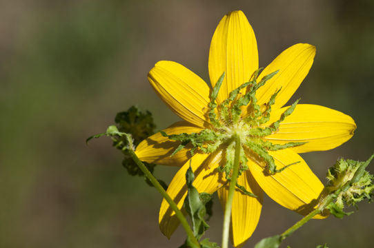 Image of Bidens polylepis S. F. Blake