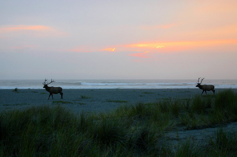 Image of <i>Cervus canadensis</i>