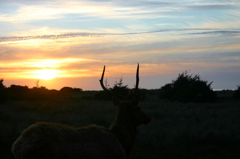 Image of <i>Cervus canadensis</i>